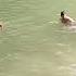 Live Crocodile Attack My 2 Brother Plz Help