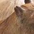 Capybaras Enjoying A Shower For 10 Hours