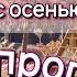 Обзорная прогулка по саду В зиму с цветами Цветут цветы а мы прощаемся с осенью