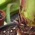 How To Get Amaryllis Bulbs To Re Bloom