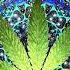 Psytrance Experience Cannabis Control Space Hemp T H C Mix 2023