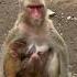 Baboon Mother Nursing Twins Just Like A Human BaboonMotherNursingTwinsJustLikeaHuman