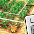 The BEST Sweet Berry Farm In Minecraft 1 21 Tutorial