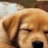 12 Hours Of Calming Music For Dogs Puppy Music Relaxation Separation Anxiety Relief Music