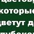 11 цветов которые цветут до глубокой осени