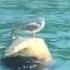 Croatian Adriatic View On Hatchery Shells In The Lim Channel Fjord