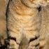 Secret Creatures African Wild Cat