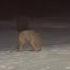 Dogs Realize They Were Playing With A Wolf In Backyard