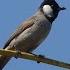 White Eared Bulbul Serenade Calming Nature Sounds To Soothe Your Mind And Soul 1 Hour