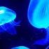 Amazing Jellyfish Aquarium In 4K HDR Soothing Relaxing Music Great For Oled HDR TV S