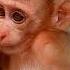 Very Healthy Blissful Baby Monkey LEXI So Cute Baby Monkey