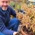 One Mulching Mistake That Can Kill Your Hardwood Perennials Shorts Mulching