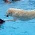 Thirty Nine Dogs Jump Into A Pool At Michigan Doggy Day Care Cuteness Ensues