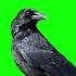 Crow Bird Overlay Green Screen Video Footage Chroma Key Effect