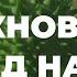 Дурман обыкновенный настоящий яд Вредные свойства и химический состав Захар Травник