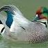 For Beautiful Falcated Duck Flying Call And Sound Visit Channel Volcano Of Beauty