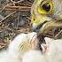 Сокол Пустельга От яйца до вылета птенцов Common Kestrel Nest