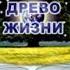 Учение Аркадия Петрова Древо Жизни Чтобы не болеть физически и эмоционально надо жить в потоке