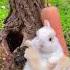 Cute Rabbit2 Beautifulllife