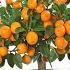 New Idea Growing Oranges With Aloe Vera And Eggs How To Grafting Oranges