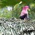 Mother Tries To Work Hard To Complete The Roof With Palm Leaves In The Eagerness Of Her Daughter