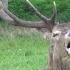 Deer Rutting Calls