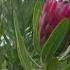 Protea PINK Flower 24FEB23 API 625