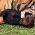 Tigers Friendship With Dog Nouman Hassan Tiger Lion