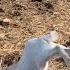 Best Of Fainting Goats 2023