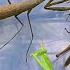 You Must See Hunt Praying Mantis Locust And Grasshoppers In The Grass Of The Countryside