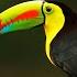 10 Most Beautiful Toucans In The World