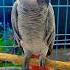 AfricanGreyParrot Birds Nature Birdsounds Wildlife Youtubeshorts Shorts African Africanparrots