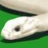 White Snake On Green Screen Green Screen Snake