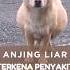 Menyelamatkan Anjing Liar Yang Sakit Shorts Shortvideo Kisahnyata