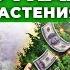 Как заработать на туях и можжевельнике Бизнес в деревне Брянск Андрей Даниленко