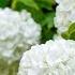 Top 5 Vibrant Viburnum Types Naturehills Com