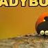 Minuscule The Many Adventures Of The Ladybug