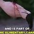 Bloody Flamingo Animals Nature Fyp Wildlife River Seafood Savage