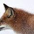 This Is What Red Fox Can Do Catches Rabbits And Fights The Lynxes