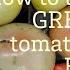 How To Turn GREEN TOMATOES RED