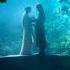 Arwen And Aragorn Romantic Scene HD