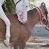 New Horse Mating Video Nukra Stallion Haider Bajwa Stud Farm