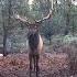 Big Busted Bull Elk Screaming In To 6 Steps Big Busted Teaser From Roe Hunting Resources