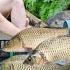 The Girl Used A PVC Pipe As A Fish Trap And Unexpectedly Caught A Lot Of Fish In The Stream