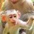 Most Adorable Of Small Monkey Activities Love Cute Baby Monkey Monkey Nature