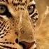 Young Leopard Steals Kill From Mother Africa BBC Earth