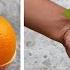 Grow Apple Tree From Orange OR Orange Tree From Apple