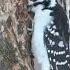 Hairy Woodpecker Sax Zim Bog Minnesota