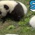 What Do Pandas Sound Like IPanda