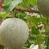 Do You Like To Eat Cantaloupe Grow This Way You Won T Have To Buy Melons At The Market Anymore